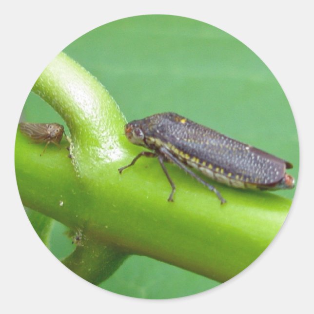 Speckled Sharpshooter Leaf Hopper Items Runder Aufkleber (Vorderseite)