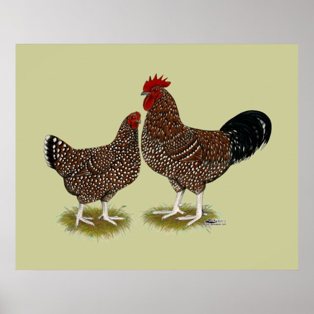 Speckled Sussex Chickens Poster (Vorne)