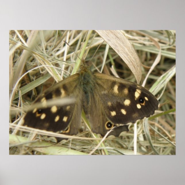Speckled Wood Butterfly Print Poster (Vorne)