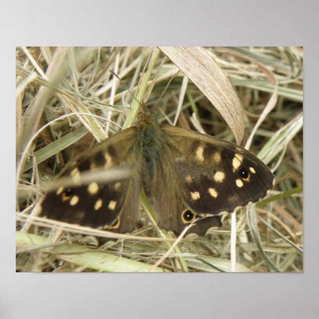 Speckled Wood Butterfly Print Poster (Vorne)