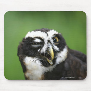 Spectacled Eule (Pulsatrix perspicillata) Mousepad