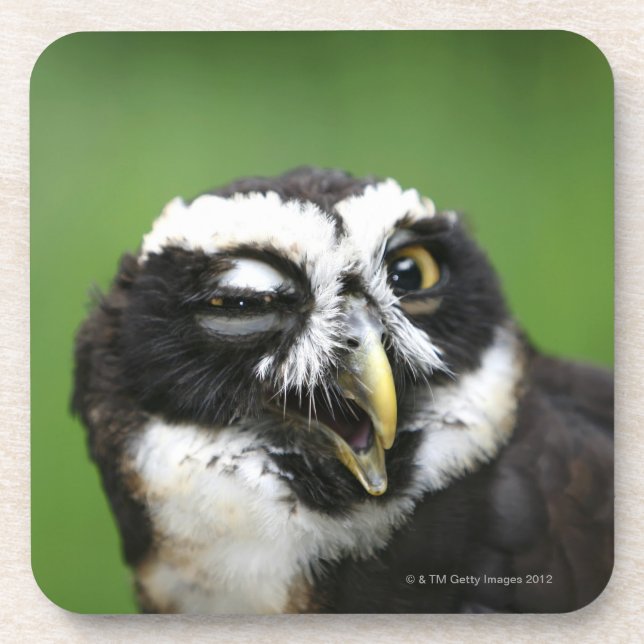 Spectacled Eule (Pulsatrix perspicillata) Untersetzer (Vorderseite)