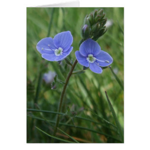 Speedwell Blue Flowers Card