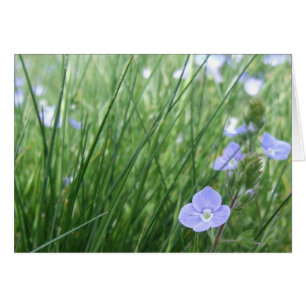 Speedwell-Blume