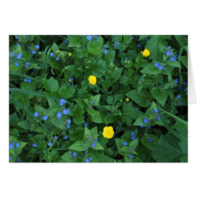 Speedwell und Buttercups (Vorderseite (Horizontal))