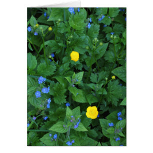 Speedwell und Buttercups