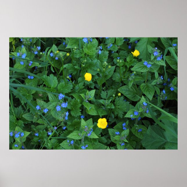 Speedwell und Buttercups Poster (Vorne)