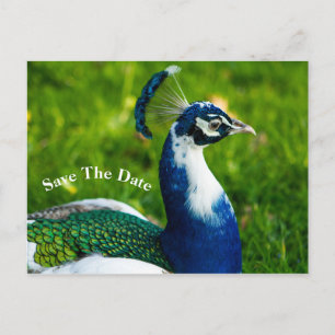Speichern Sie das Datum Pfau Vogel Postkarte