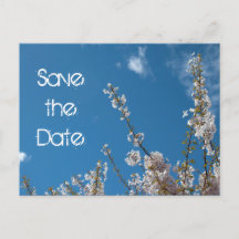 Speichert das Datum, Kirschblüte im blauen Himmel.