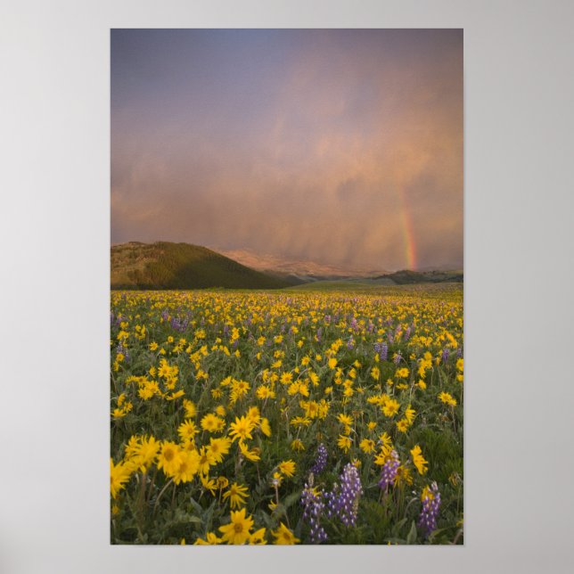 Spektakuläre Wildblume Wiese bei Sonnenaufgang Poster (Vorne)