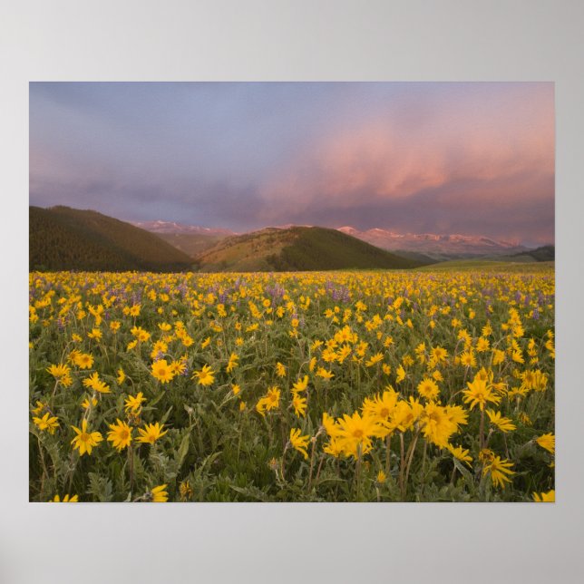 Spektakuläre Wildblume Wiese bei Sonnenaufgang Poster (Vorne)