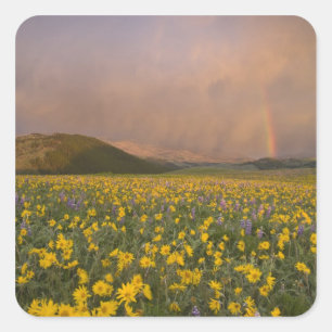 Spektakuläre Wildblume Wiese bei Sonnenaufgang Quadratischer Aufkleber