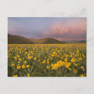 Spektakuläre Wildblumenwiese bei Sonnenaufgang in Postkarte