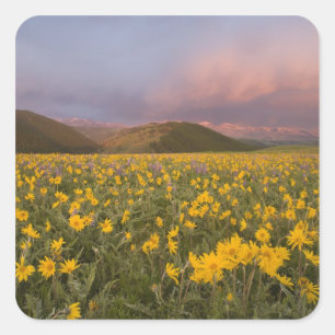 Spektakuläre Wildblumenwiese bei Sonnenaufgang in Quadratischer Aufkleber