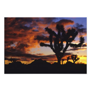 Spektakulärer Sonnenaufgang auf Joshua Tree Nation Fotodruck