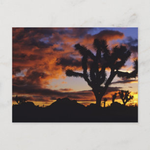 Spektakulärer Sonnenaufgang auf Joshua Tree Nation Postkarte