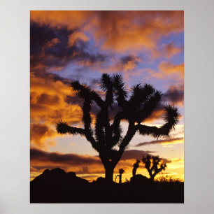 Spektakulärer Sonnenaufgang im Joshua-Tree-Nationa Poster