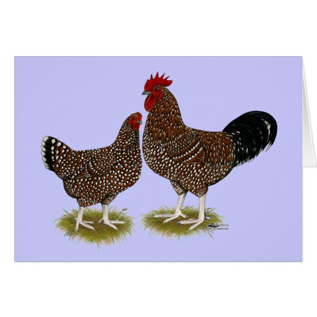 Spekulationen mit Sussex Chickens (Vorderseite (Horizontal))