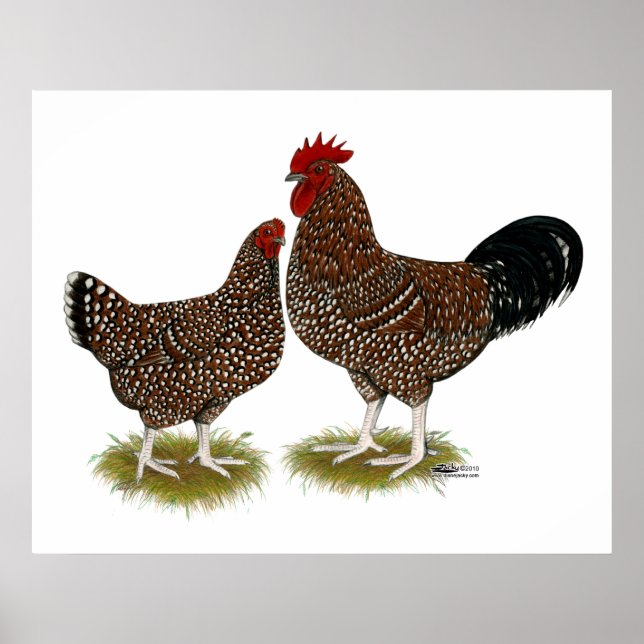 Spekulationen mit Sussex Chickens Poster (Vorne)