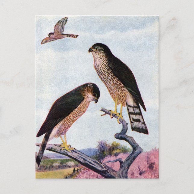 Sperber Postkarte (Vorderseite)