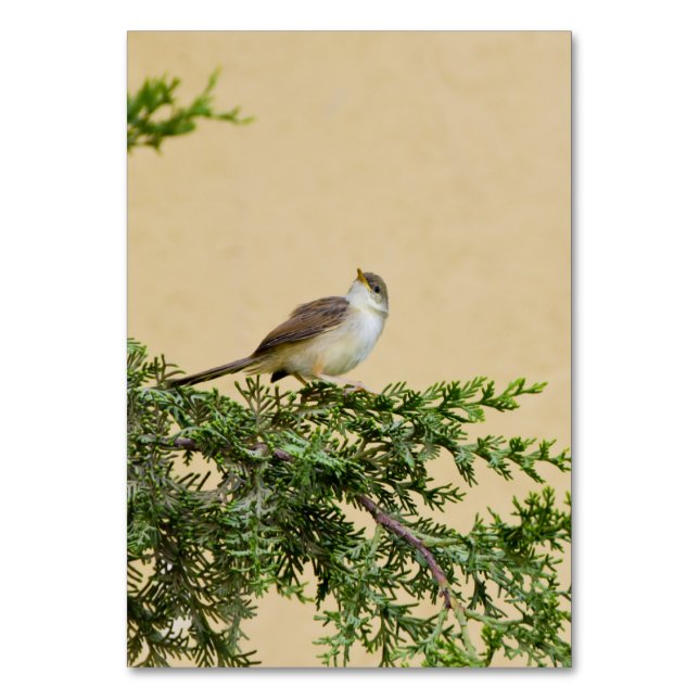 Sperlingsvogelfotografie Tischnummer (Vorderseite)