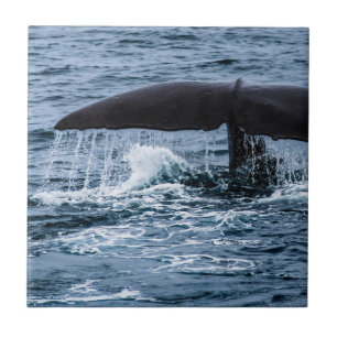 Sperm Whale Fliese