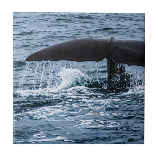 Sperm Whale Fliese (Vorderseite)