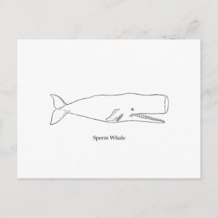 Sperm Whale Illustration (line art) Postkarte