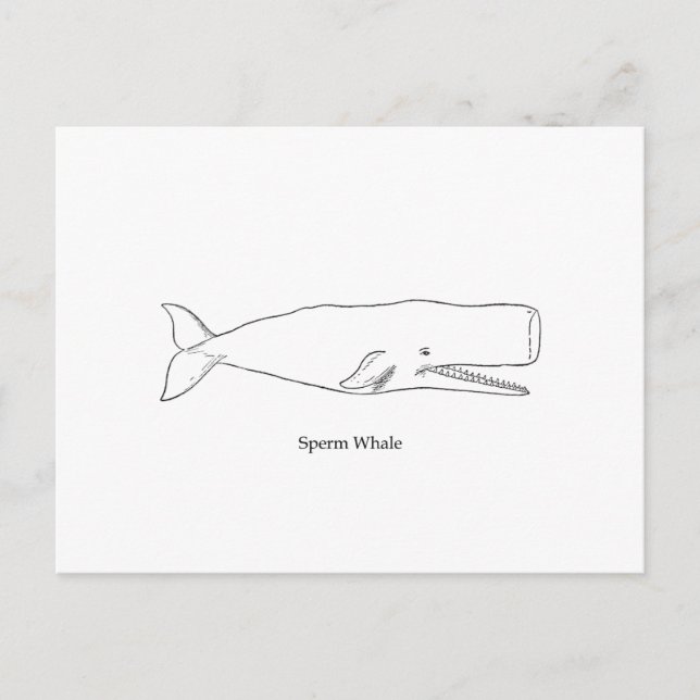 Sperm Whale Illustration (line art) Postkarte (Vorderseite)