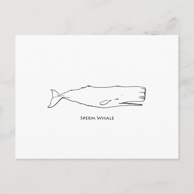 Sperm Whale (Line Art) Postkarte (Vorderseite)