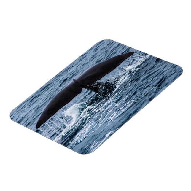 Sperm Whale Magnet (Linke Seite)