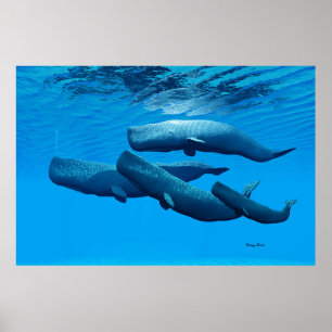Sperm Whale Poster