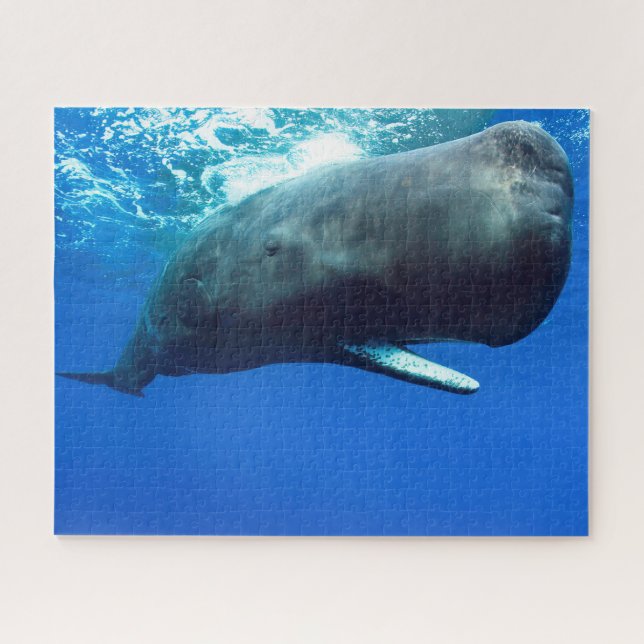 Sperm Whale Puzzle (Horizontal)