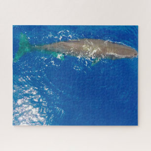 Sperm Whale Puzzle