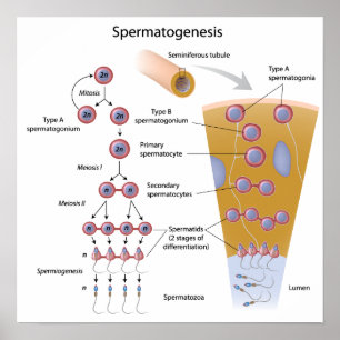 Spermatogenese Poster