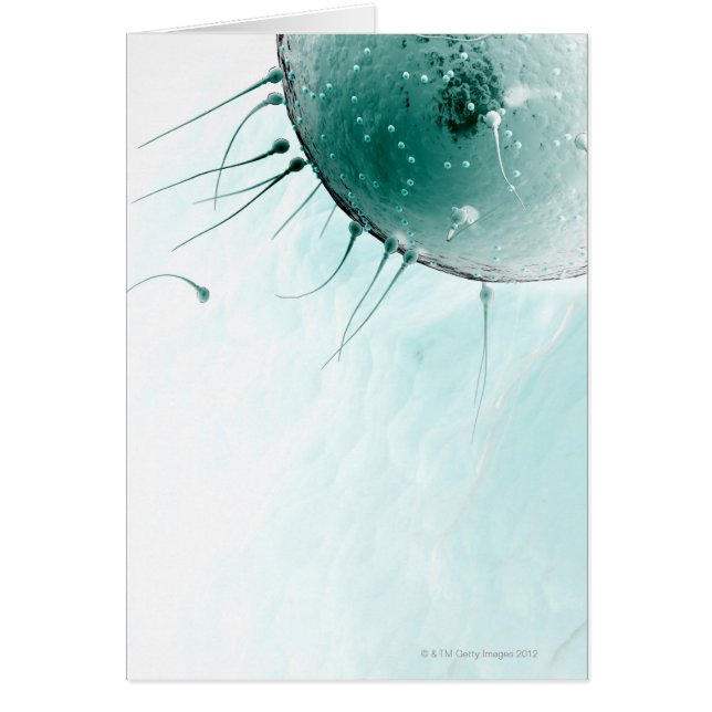 Spermien Düngen eines Ovums. (Vorne)