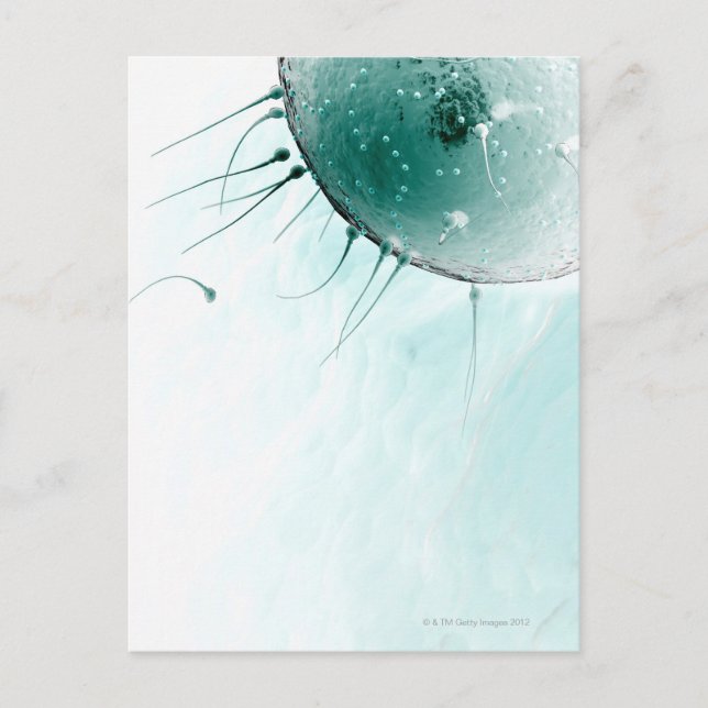 Spermien Düngen eines Ovums. Postkarte (Vorderseite)