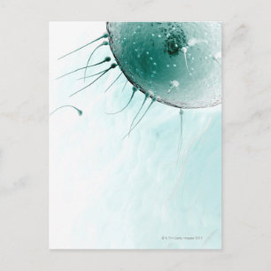 Spermien Düngen eines Ovums. Postkarte