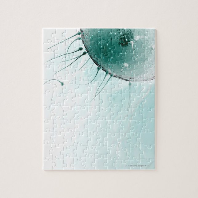 Spermien Düngen eines Ovums. Puzzle (Vertikal)