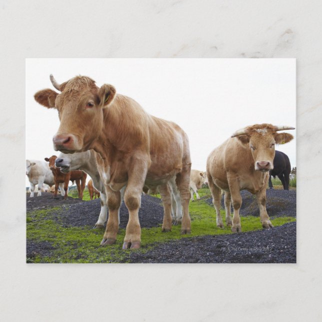 Sperre junger weißer Kühe im schottischen Feld Postkarte (Vorderseite)