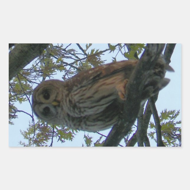 Sperrschale (Hoot Owl) Rechteckiger Aufkleber (Vorderseite)