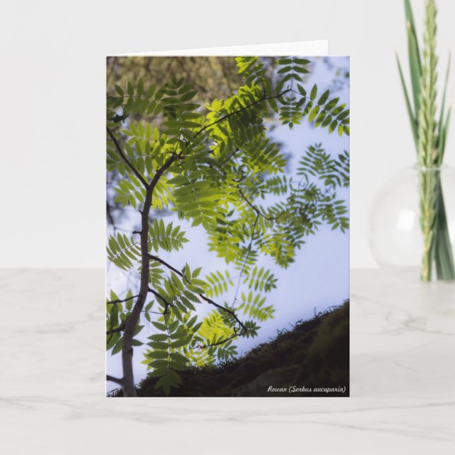 Spezies: Eberesche Karte (Vorderseite)