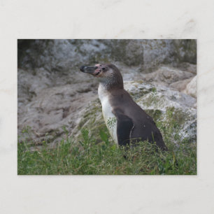 Spheniscus humboldti postkarte