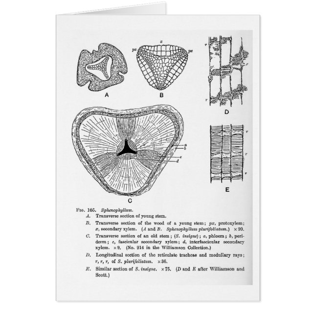 Sphenophyllum Kunstkarte (Vorne)