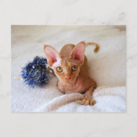 Sphinx Cat mit Blue Tinsel