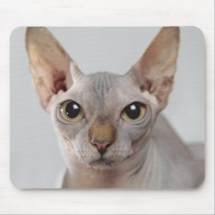 Sphinx Katze Haustier niedliches, haarloses Gesich Mousepad