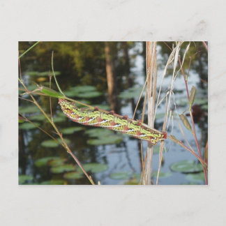 Sphinx Moth Raupe über Ludwigia Postkarte