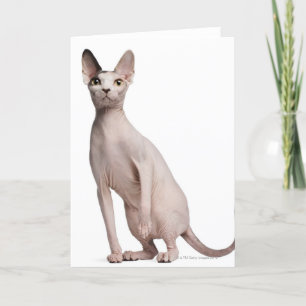 Sphynx (13 Monate alt) Karte