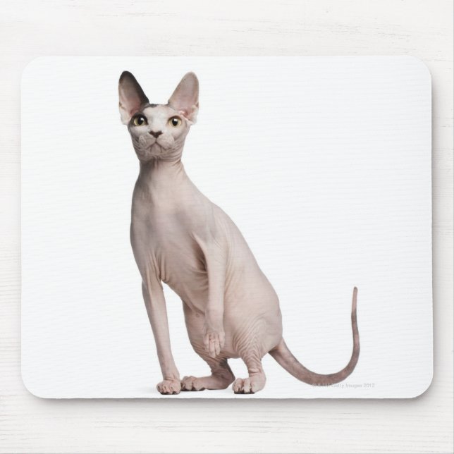 Sphynx (13 Monate alt) Mousepad (Vorne)