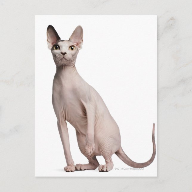 Sphynx (13 Monate alt) Postkarte (Vorderseite)